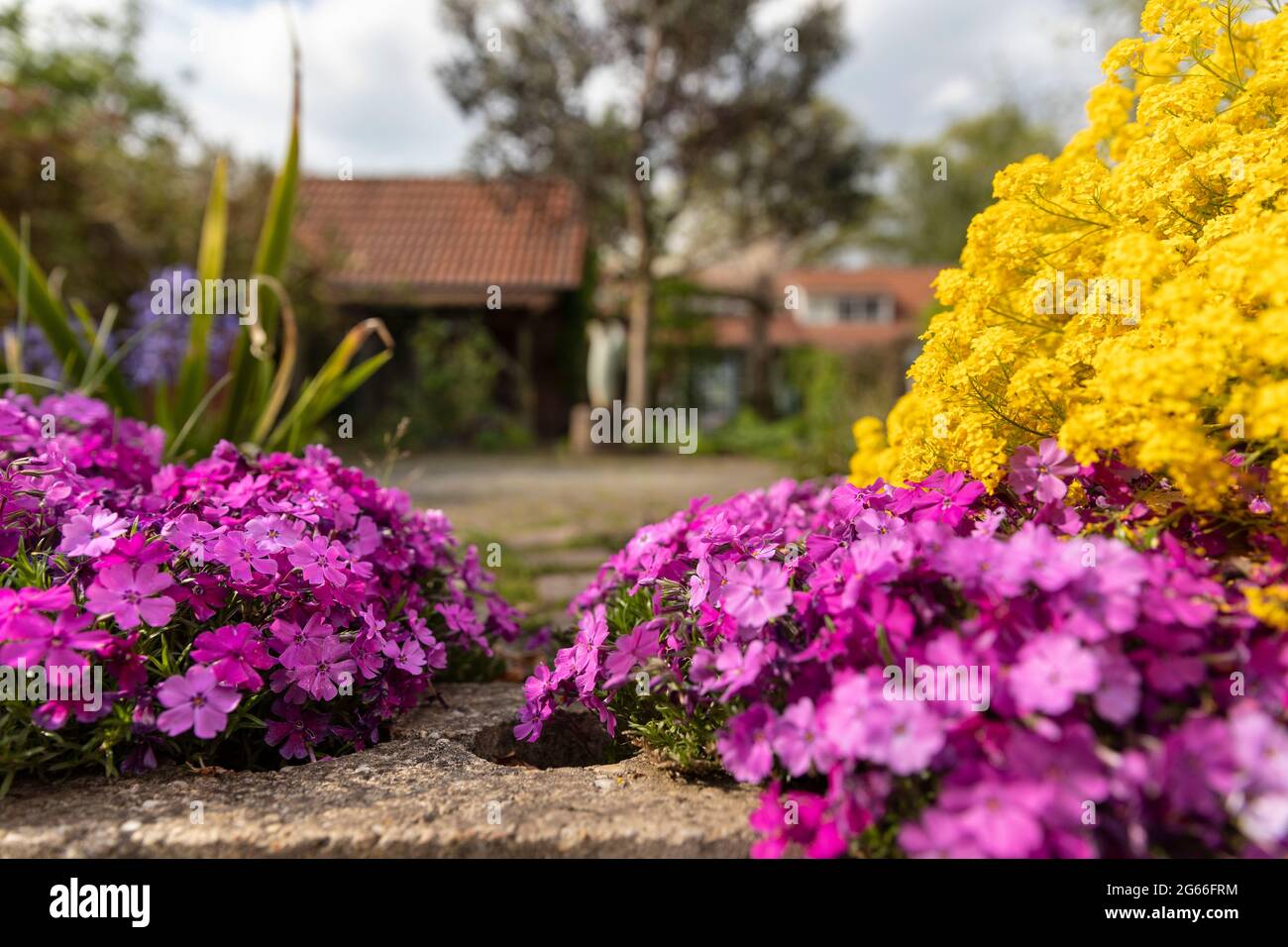 Purpurrote Aubrieta-Kaskade und goldene Aurinia-Saxatilis-Blumen mit vielen kleinen Blütenblättern, die wunderschön in einem Garten im Garten blühen, der von grüneren umgeben ist Stockfoto