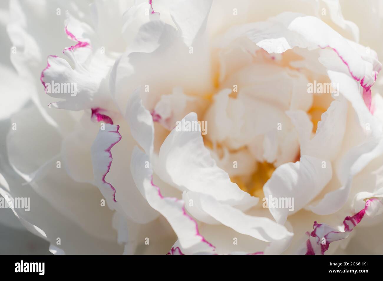 Weiße Pfingstrose aus nächster Nähe. Schöne natürliche Blumenhintergrund. Pfingstrosen-Sorten Festiva maxima weiße Blütenblätter mit rosa Rand Stockfoto