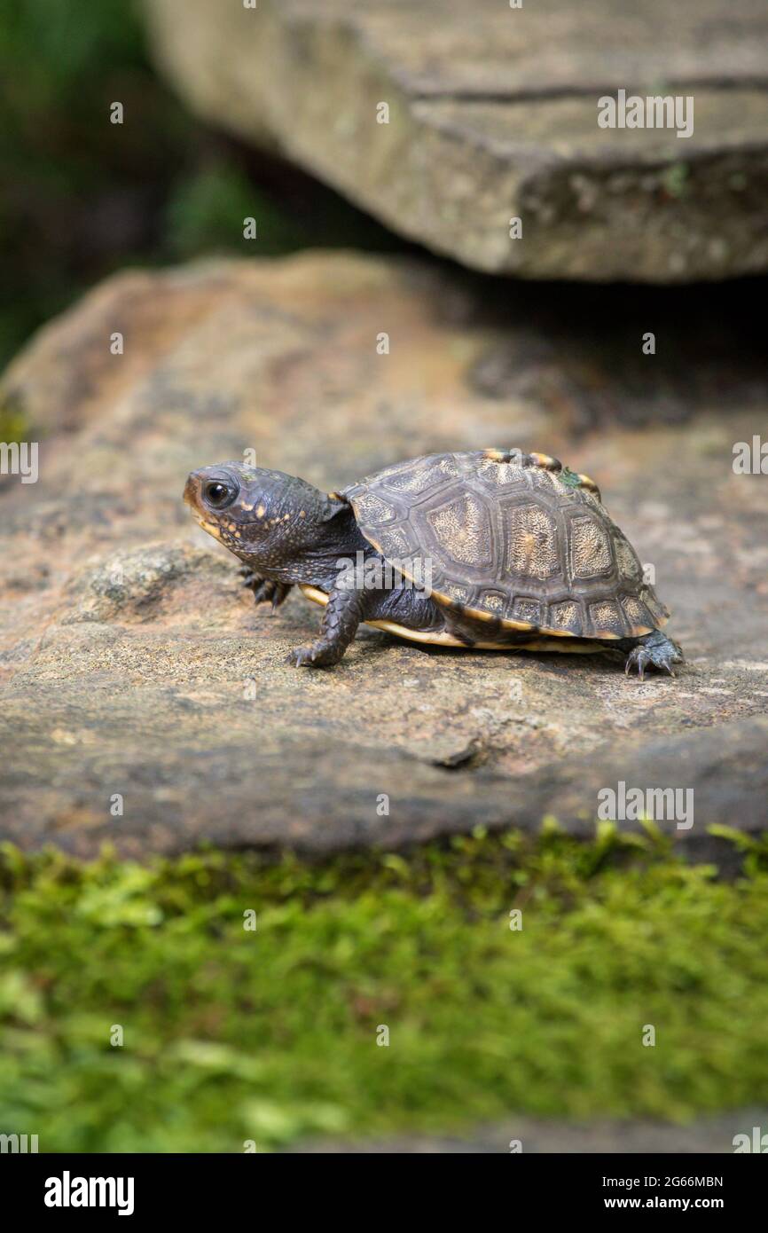 Kleine Baby Waldkastenschildkröte (Terrapene carolina) kriecht auf einem Felsen mit Moos darauf Stockfoto
