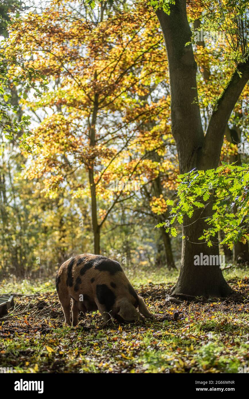 Schwein im Harcourt Aboretum Stockfoto