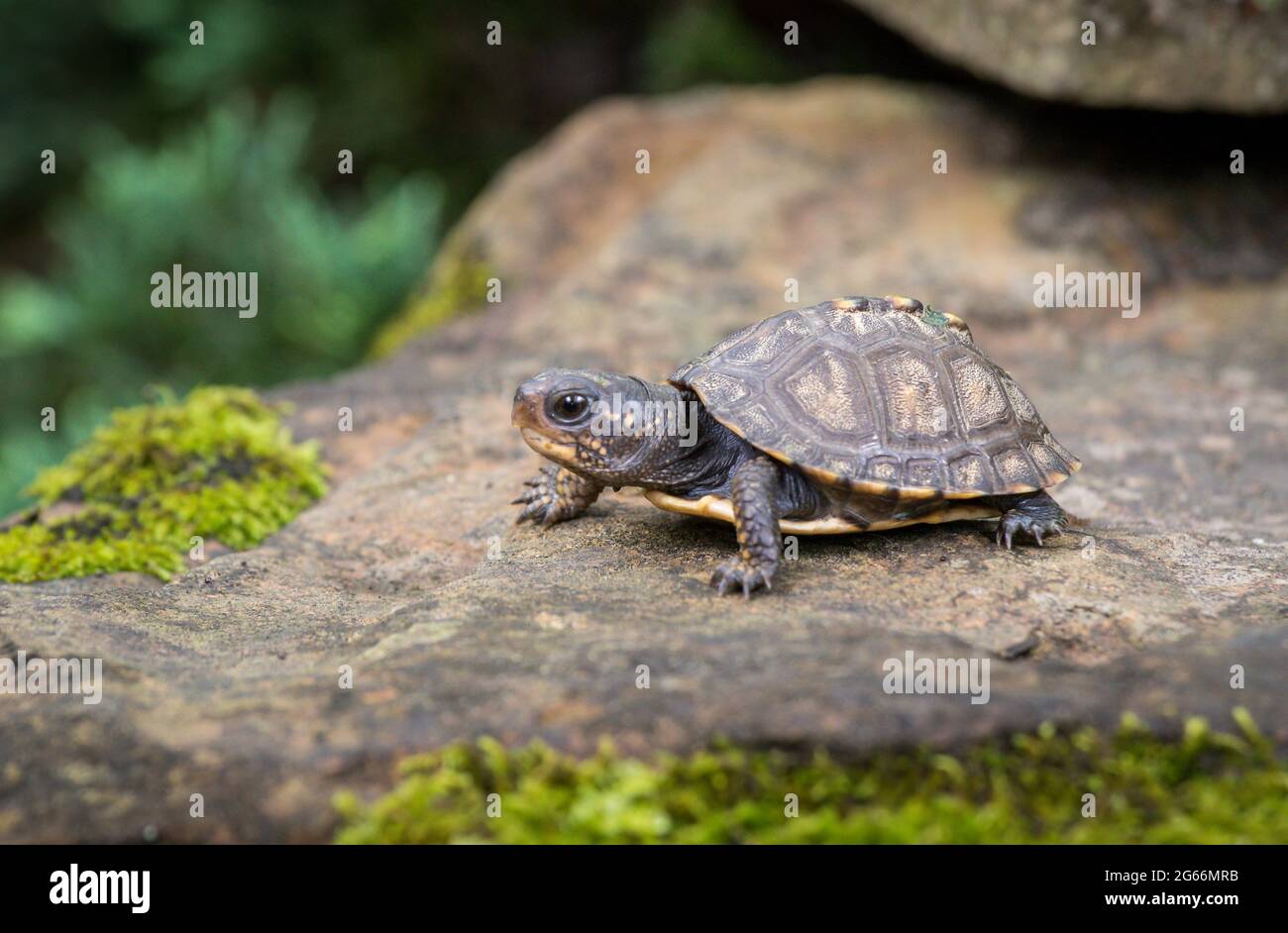 Kleine Baby Waldkastenschildkröte (Terrapene carolina) kriecht auf einem Felsen mit Moos darauf Stockfoto