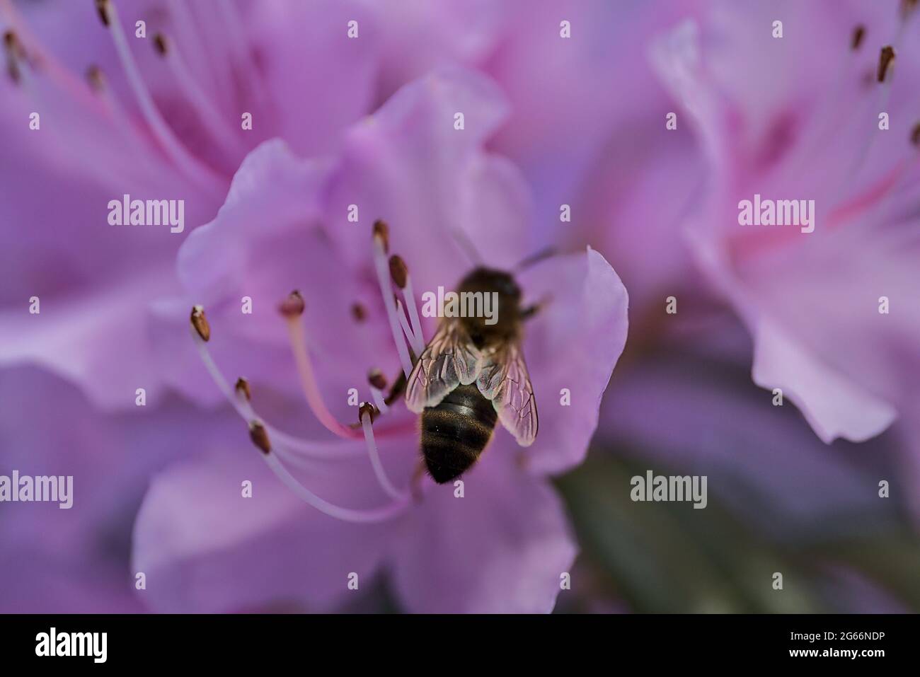 Schöne Frühjahr Makro-Ansicht von Honigbiene, effiziente Bestäuber, Sammeln von Pollen aus lila wilden Rhododendron blühenden Blumen, Ballinter, Dublin Stockfoto