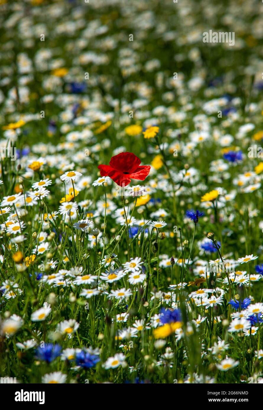 In den schottischen Grenzen wachsen wilde Blumen wie Mohn, Kornblume und Gänseblümchen. Stockfoto