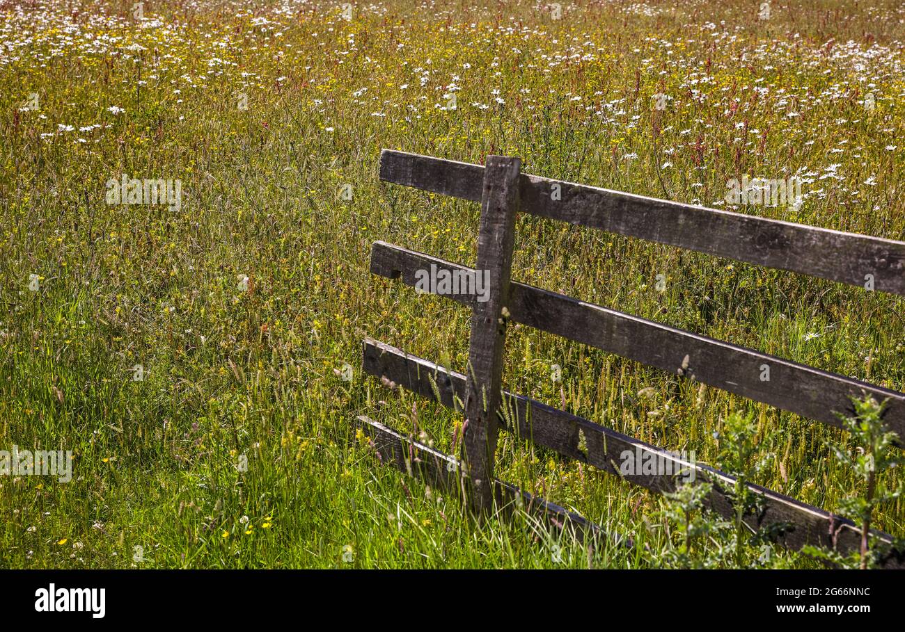 Offenes Tor, das in eine Wildblumenwiese im Südosten Schottlands führt Stockfoto