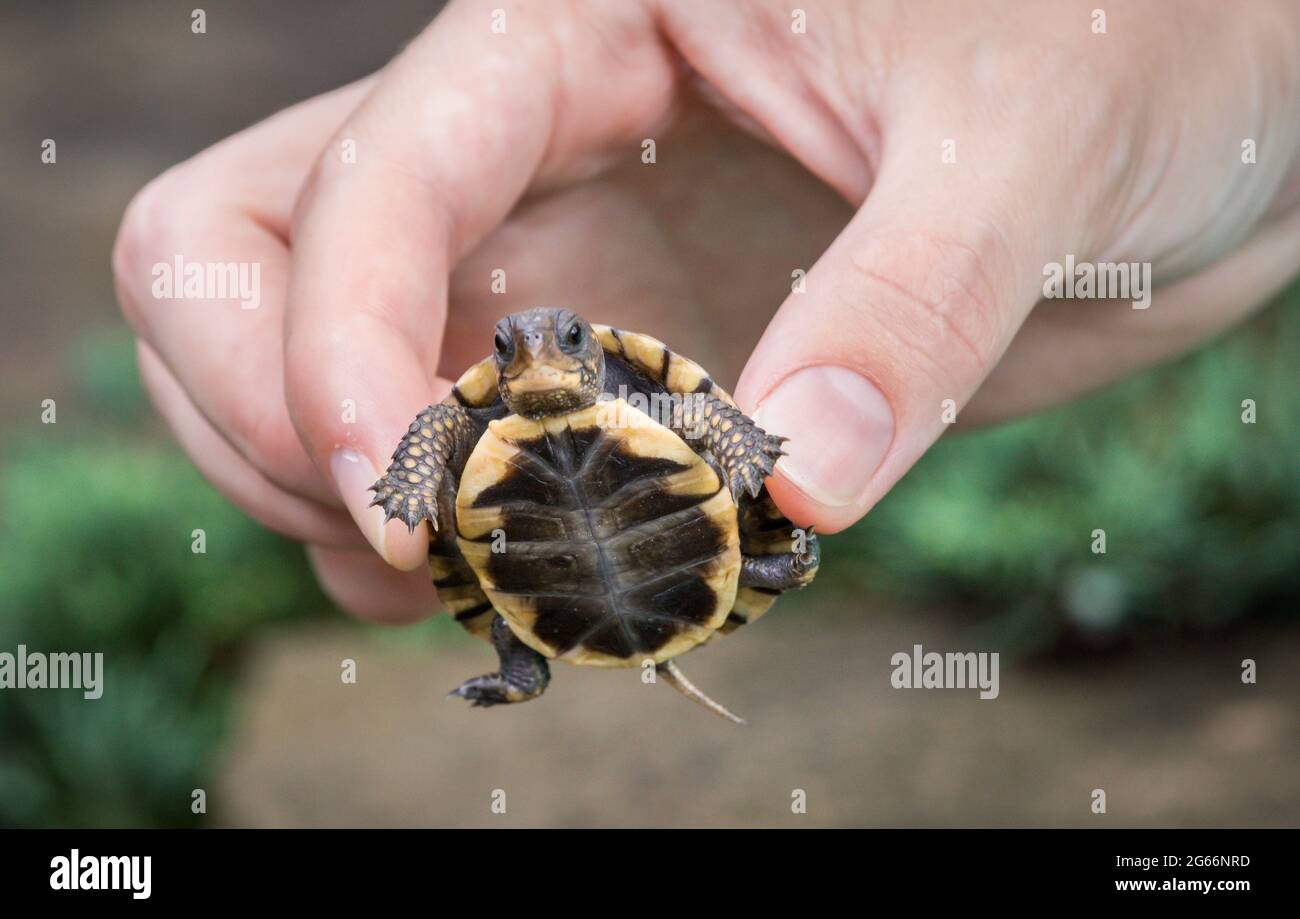 Kleine Baby Waldkastenschildkröte (Terrapene carolina) in einer Person Hand über einigen Felsen gehalten Stockfoto
