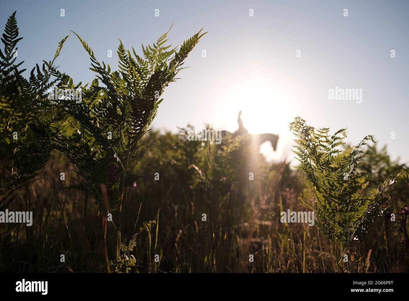 Schöner Farn und verschwommene Silhouette eines Reiters auf einem Pferd in den Strahlen der untergehenden Sonne, an einem Sommerabend. Stockfoto