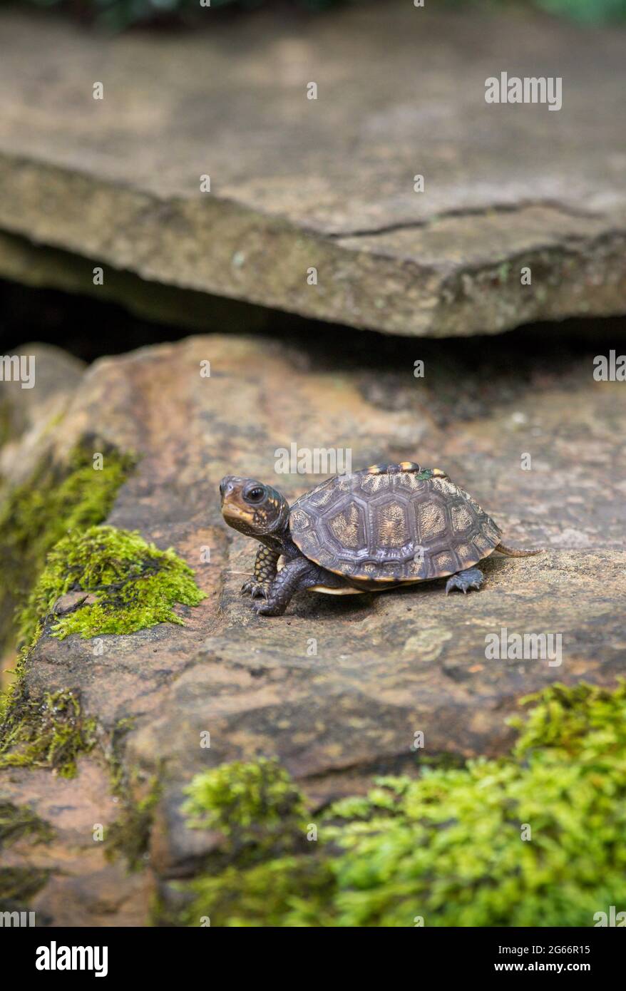 Kleine Baby Waldkastenschildkröte (Terrapene carolina) kriecht auf einem Felsen mit Moos darauf Stockfoto