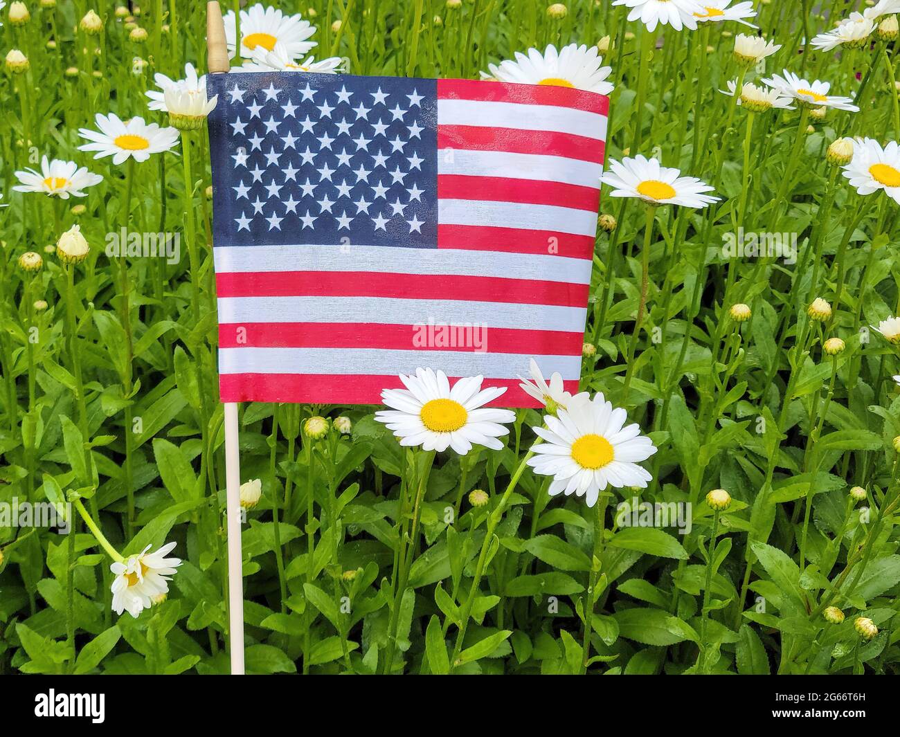 Nahaufnahme der amerikanischen Flagge in einem Garten mit Gänseblümchen Stockfoto