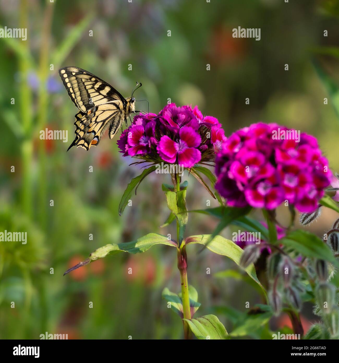 Schwalbenschwanzschmetterling ernährt sich von rosa Blüten. RSPB Strumpshaw, Juni 2021 Stockfoto