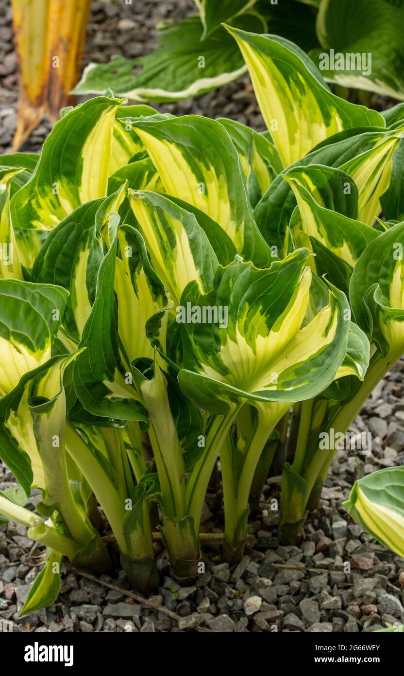 Glamouröser Hosta 'Wirbelwind' (fortunei), Kochbananen-Lilie 'Wirbelwind', Naturpflanzenportrait Stockfoto