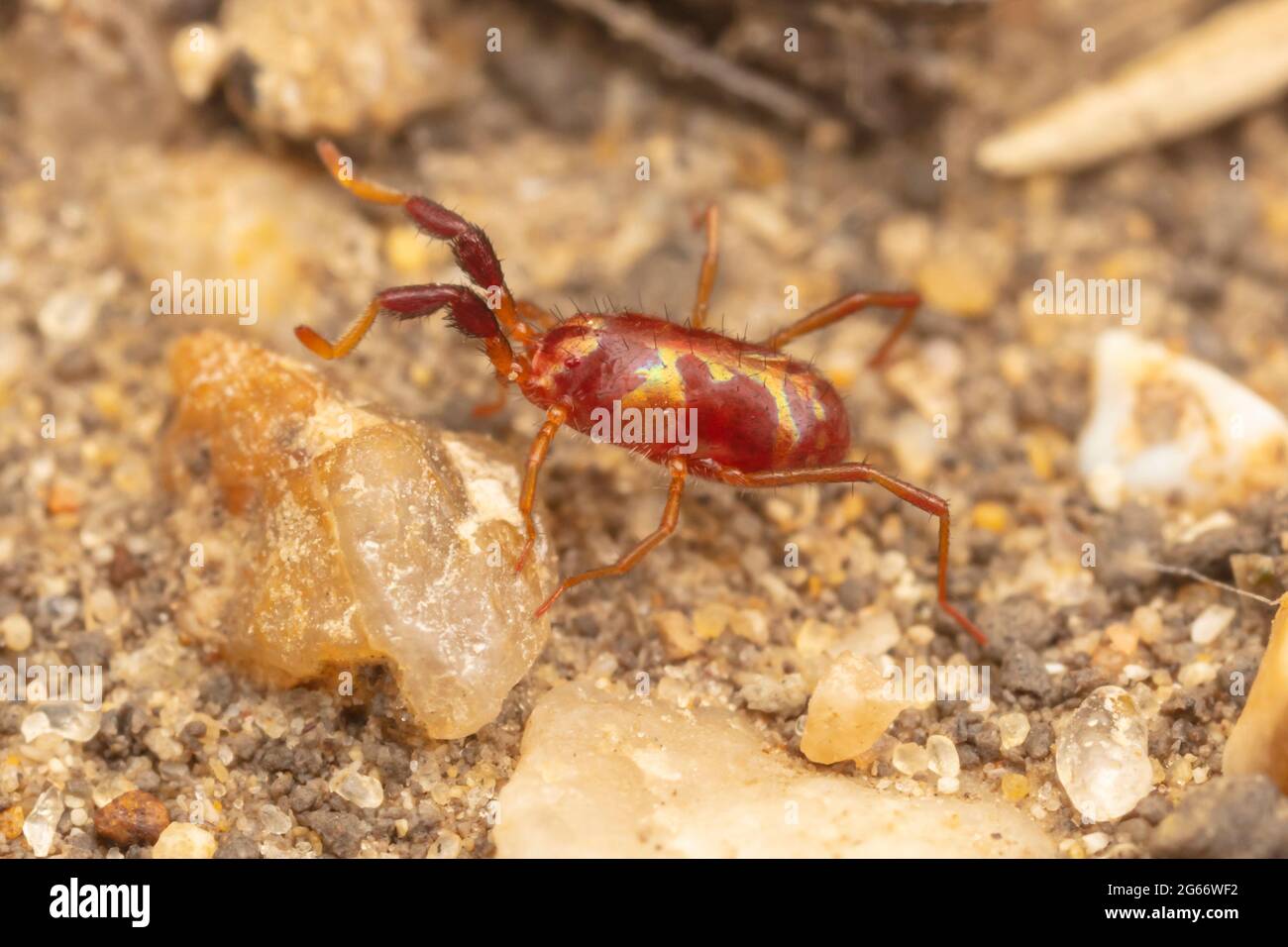 Langbeinige Samtmite (Lasioerythhraeus sp.) Stockfoto