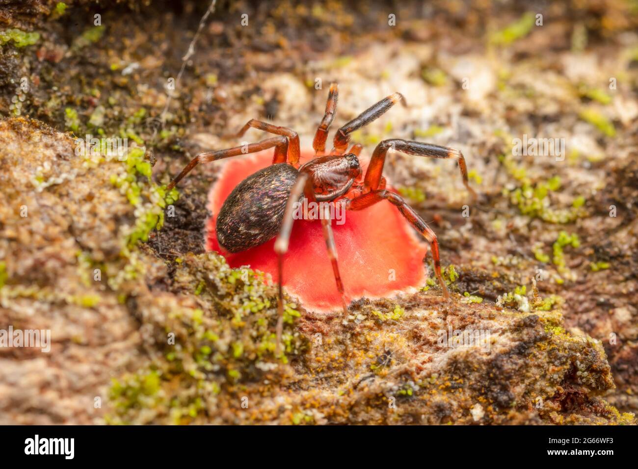 Eine weibliche Wachsteinspinne (Phrurotimpus sp.) legt nachts einen roten Eiersack auf die Seite eines Baumes. Stockfoto