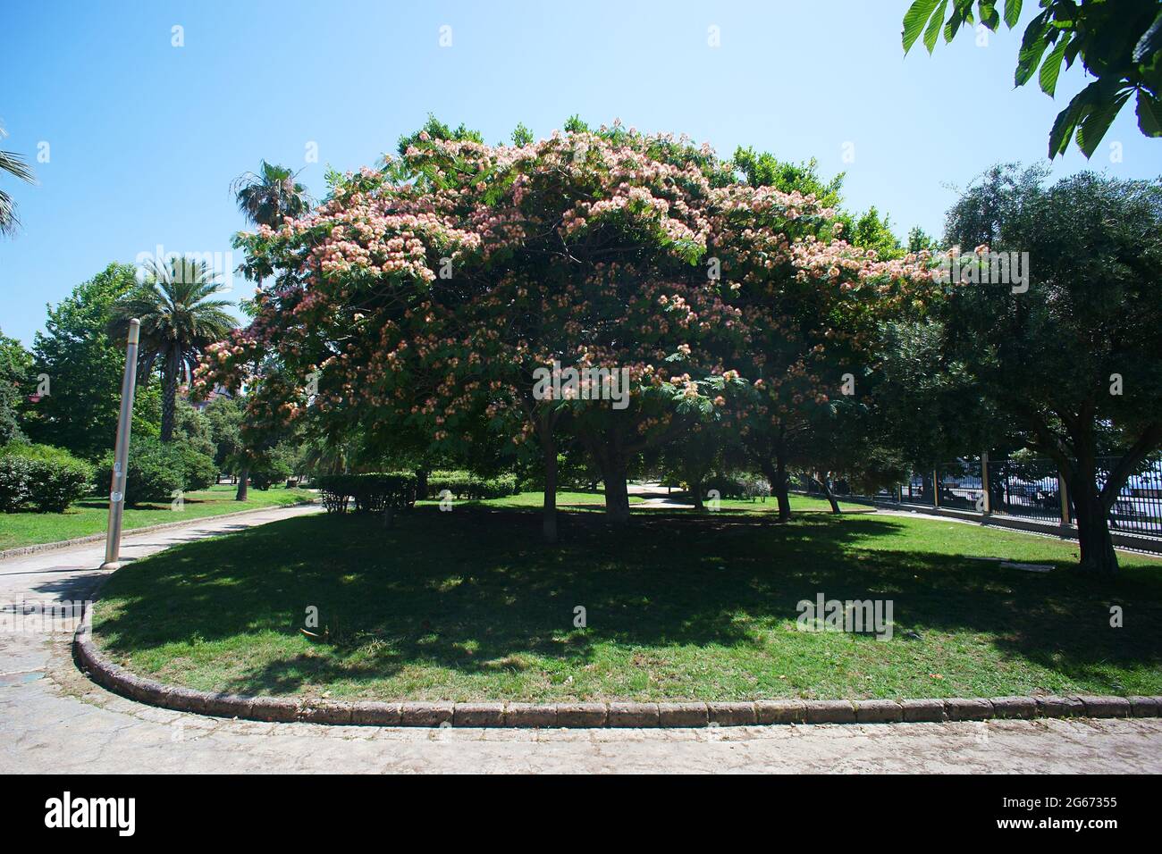 Blütenbaum von Julibrissin albizia (rosa Seidenbaum) in Villa Comunale, Neapel, Italien Stockfoto