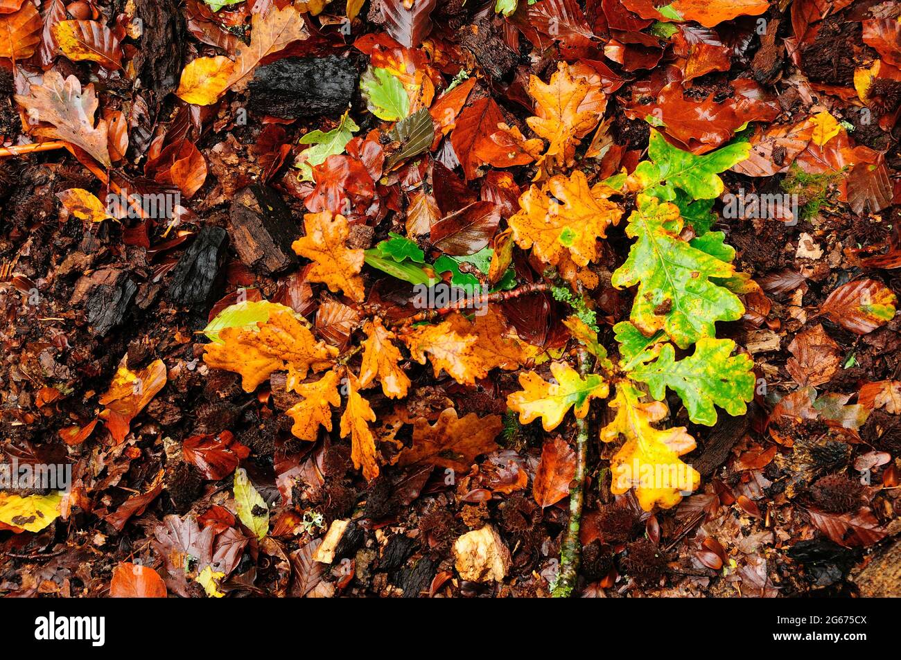 Stieleiche, Herbst, New Forest. Stockfoto