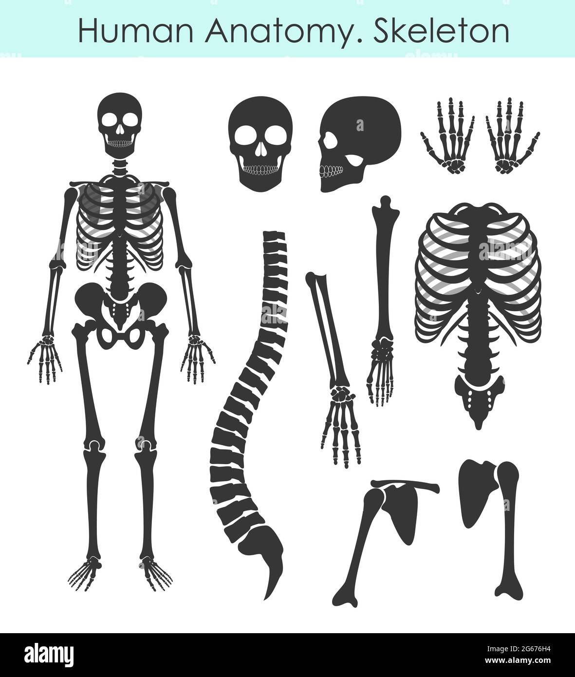 Vektor-Illustration Satz von menschlichen Skelett. Alle menschlichen Knochen Silhouette Kollektion in flachem Stil isoliert auf weißem Hintergrund. Stock Vektor