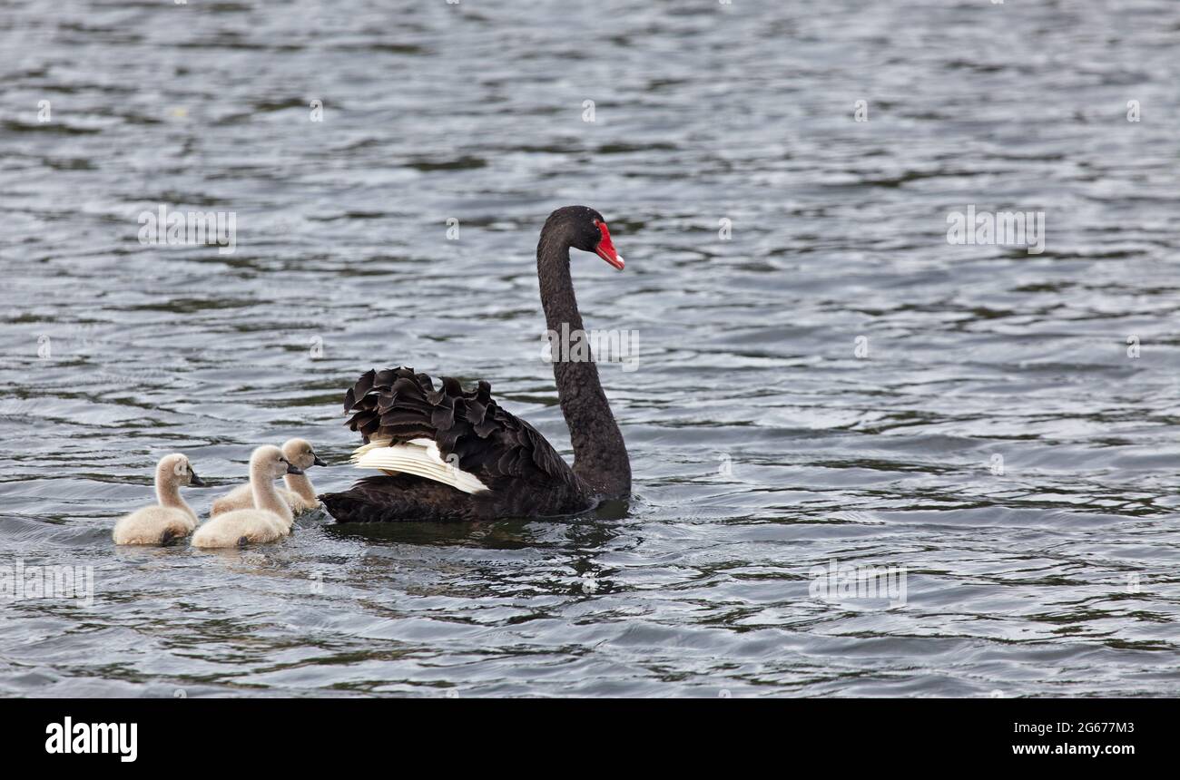 Schwarzer Schwan mit Nestlingen in Neuseeland Stockfoto Schwarzer Schwan mit Nestlingen in Neuseeland Stockfoto