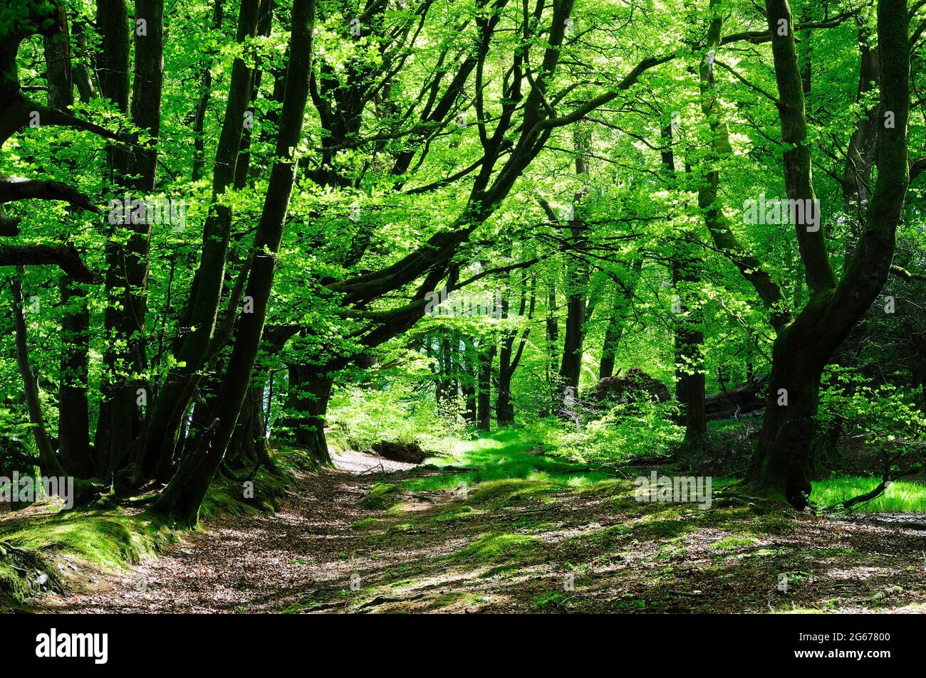 Lewesdon Hill, Buchenwald in der Nähe von Broadwinsor, Dorset, Großbritannien Stockfoto