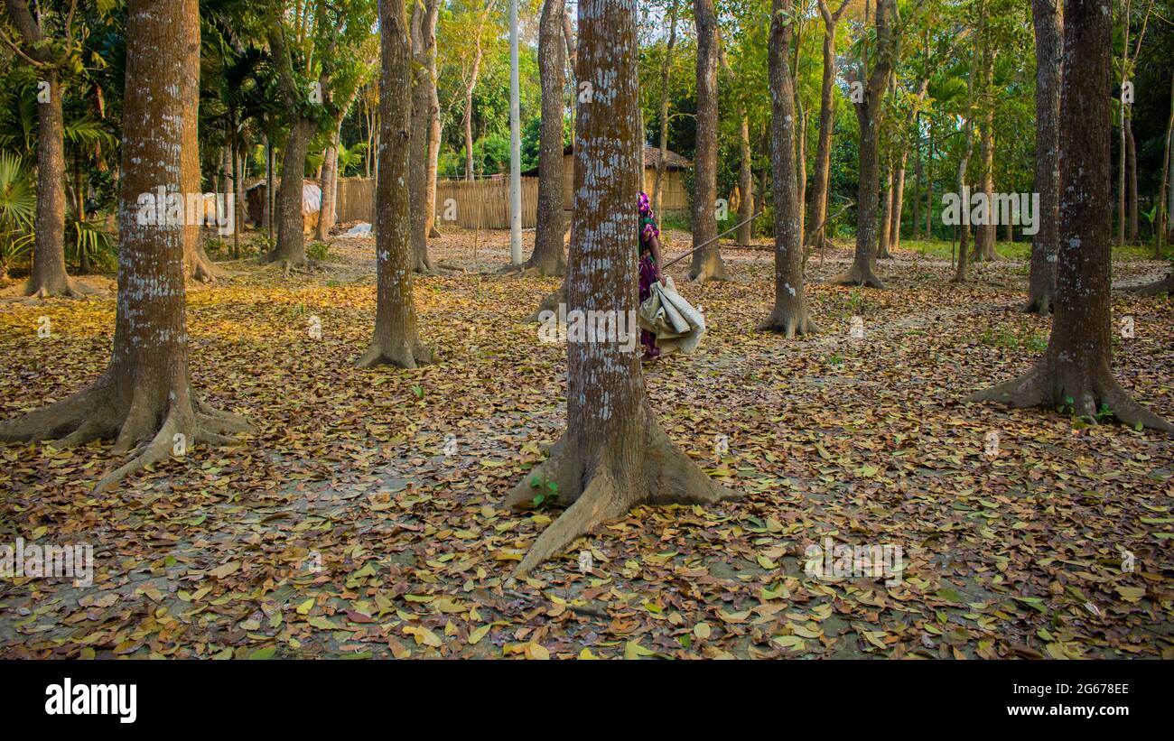 Es ist von den Blättern des Baumes umgeben. Eine Szene oder ein Bild vom Landesinneren. Stockfoto