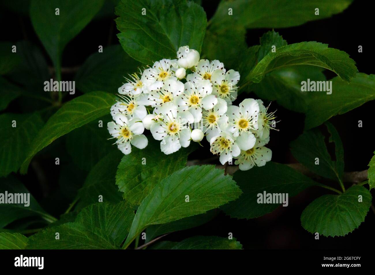 Cockspur Hawthorn in Blüte in den Pocono Mountains in Pennsylvania. Ein wichtiger Wildtierbaum, der häufig in der Landschaftsgestaltung verwendet wird. Stockfoto