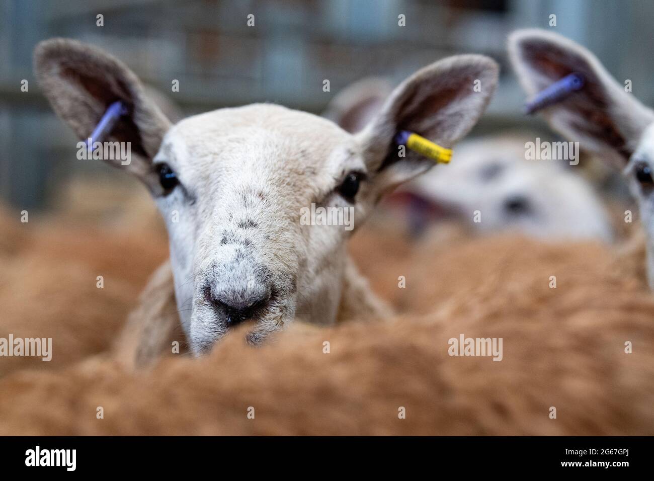 Schafe bei einem Verkauf mit elektronischen Tags in den Ohren. Cumbria, Großbritannien. Stockfoto