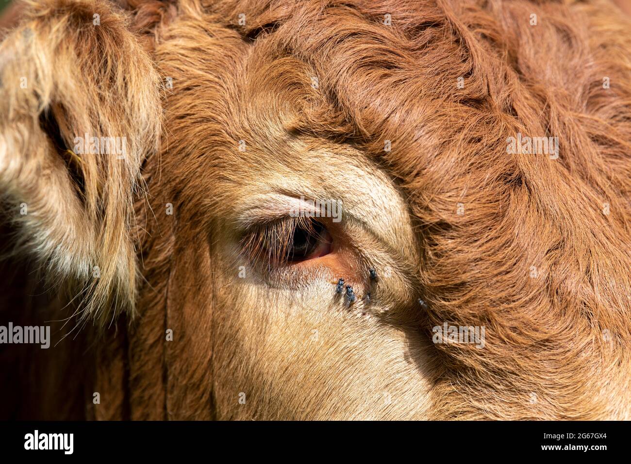 Fliegen sammeln sich um das Auge einer Kuh und ernähren sich von ihren Tränentropfen. Stockfoto