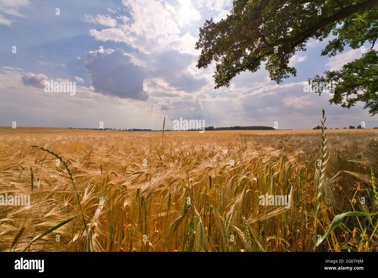 Ein Feld von reifer Gerste und einsamen Eichenzweig Stockfoto