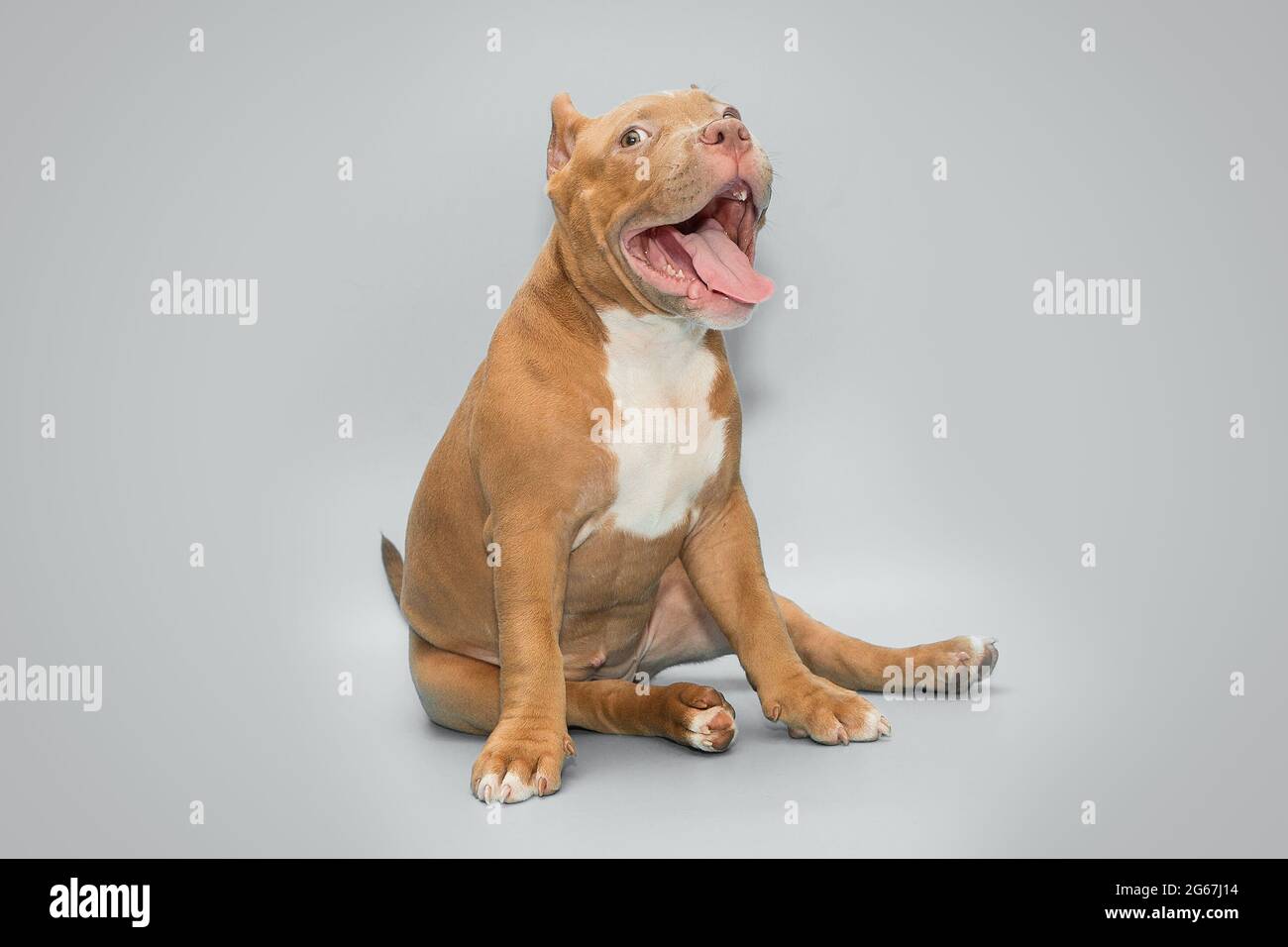 Fröhlicher amerikanischer Bully Welpe sitzt auf einem grauen Hintergrund Stockfoto