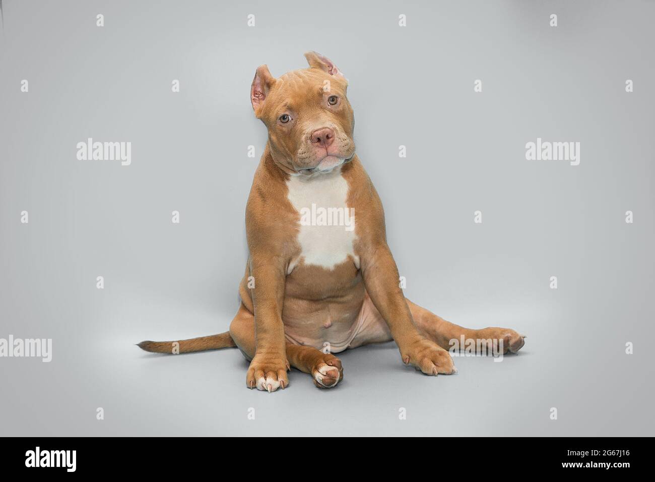 Lustige amerikanische Bully Welpen auf einem grauen Hintergrund sitzen Stockfoto