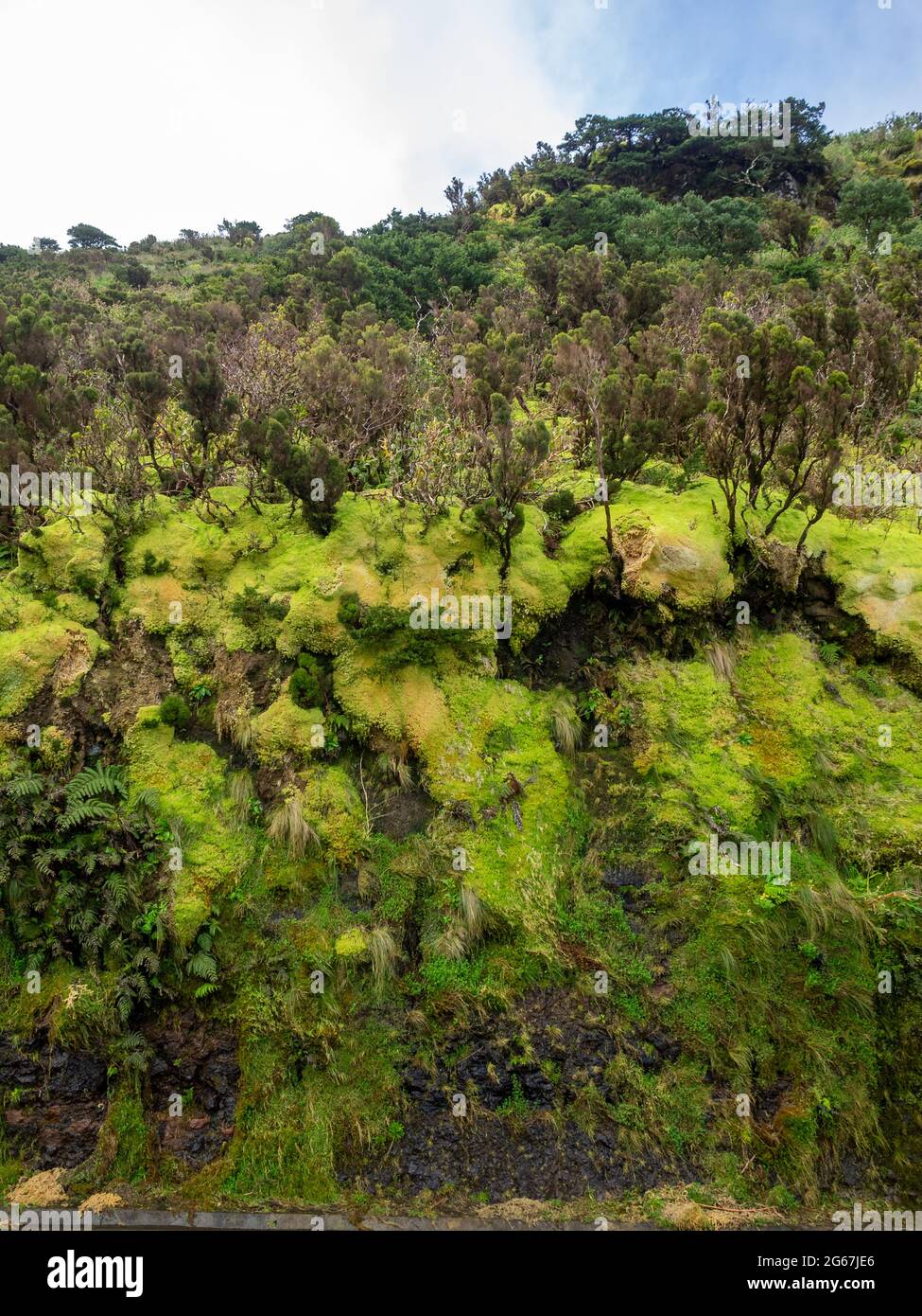 Felswand am Straßenrand mit Sphagnum-Moos bedeckt Stockfoto