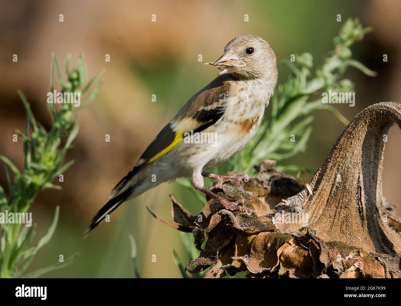 Jugendlicher Europäischer Goldfink, Goldfink (Carduelis carduelis) Stockfoto
