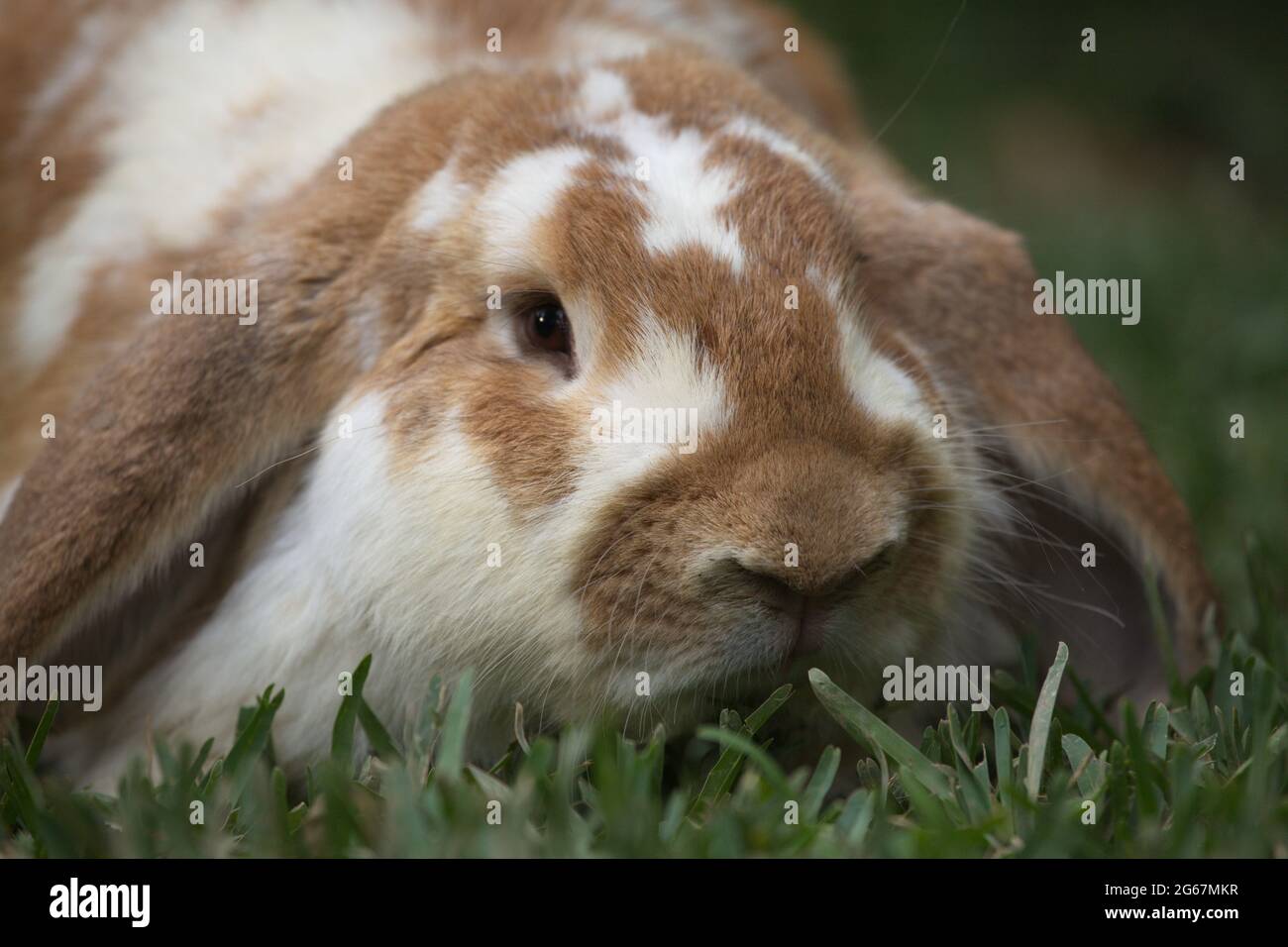 Nahaufnahme Porträt von niedlichen Lop Rabbit (Oryctolagus cuniculus) lange Ohren starren auf Kamera, Guatemala. Stockfoto