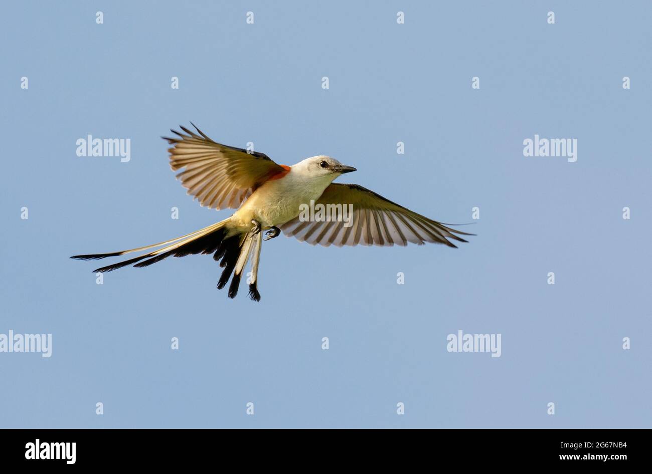 Scherenschwanzflycatcher (Tyrannus forficatus), der am blauen Himmel fliegt, Galveston, Texas, USA. Stockfoto