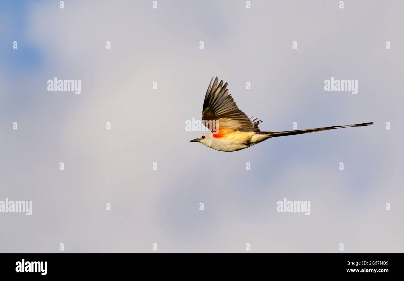 Scherenschwanzflycatcher (Tyrannus forficatus) beim Fliegen, Galveston, Texas, USA. Stockfoto