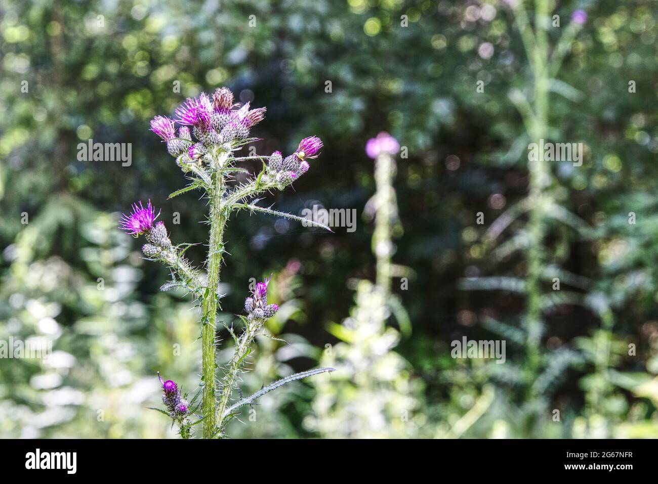 Nahaufnahme einer blühenden Distelpflanze Stockfoto