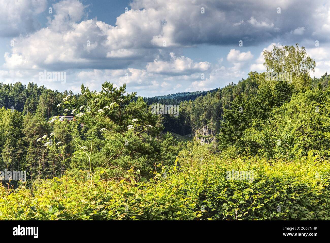 Wälder in den Bergen gegen bewölkten Himmel Stockfoto