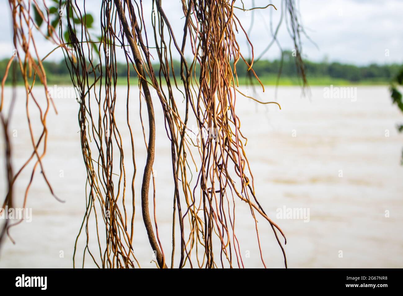 Bild der Wurzeln eines großen bot-Baumes. Bilder von wilden Bäumen. Bild der Wurzeln eines großen Banyan-Baumes am Fluss. Stockfoto
