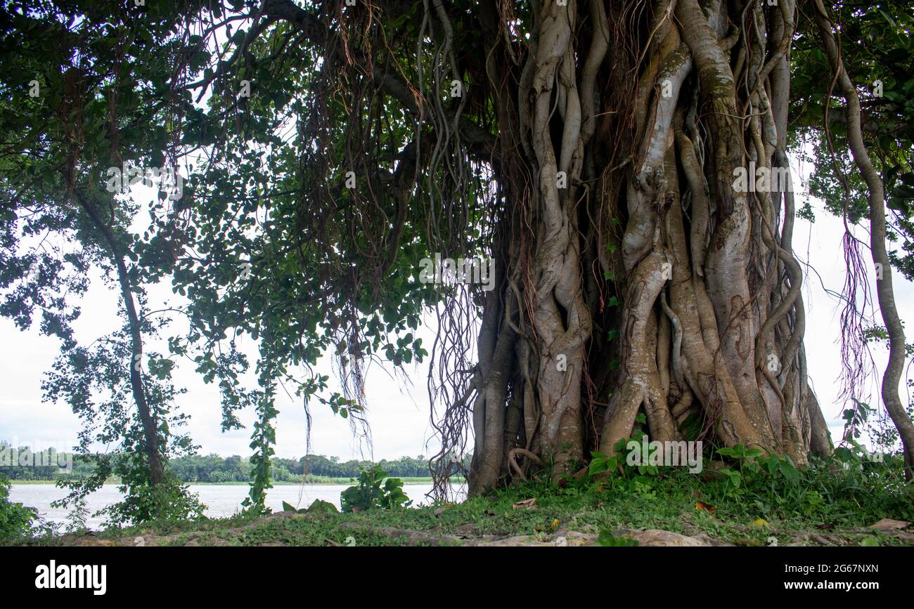 Bild eines Banyan-Baumes. Bilder von wilden Bäumen am Ufer des Flusses. Stockfoto