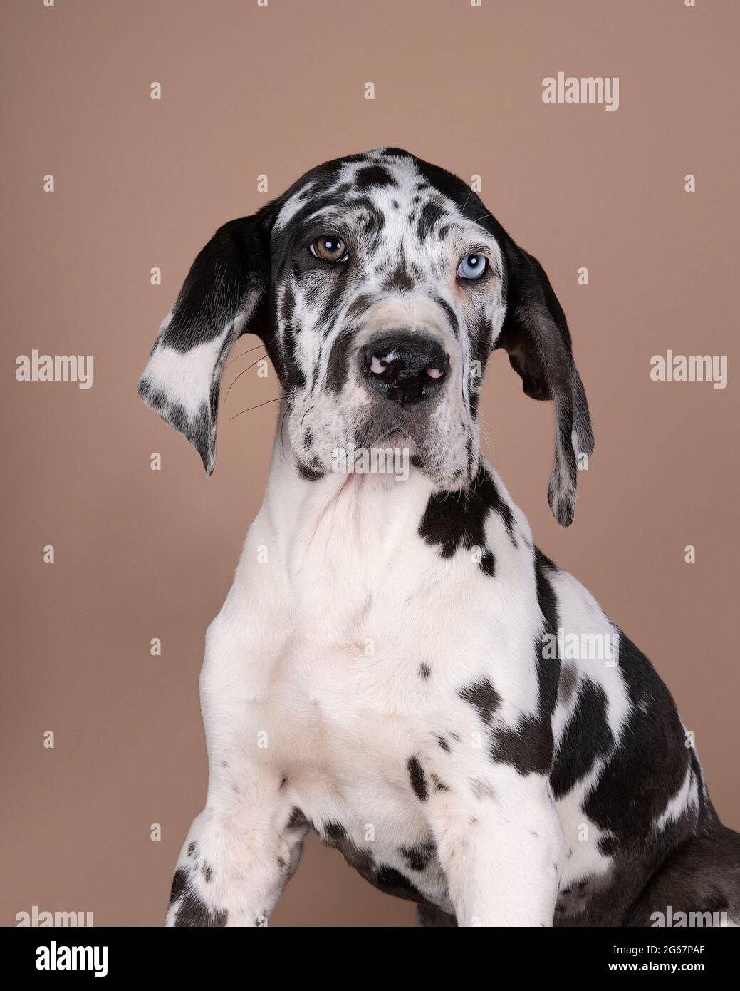 Harlekin Doggen Stockfotos Und Bilder Kaufen Alamy