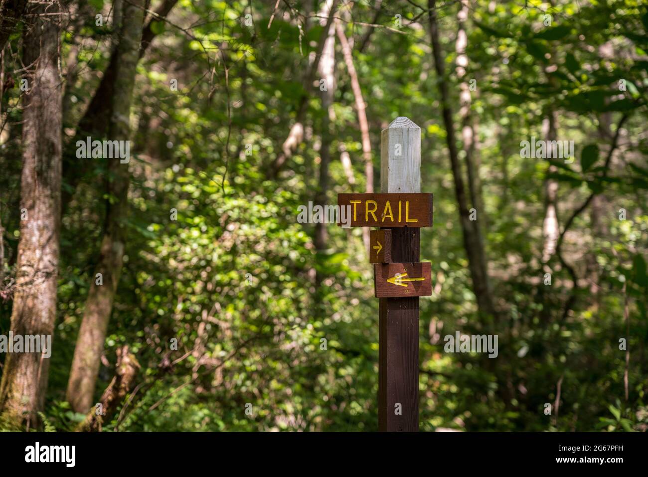 Holzschild zeigt die Richtung des Wanderweges in einem sonnendurchfluteten Wald oder Wald Stockfoto