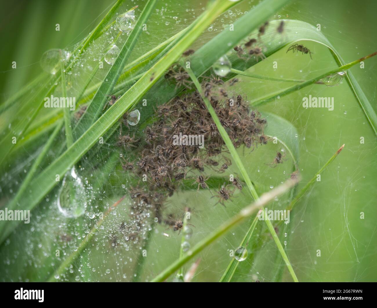 Pisaura mirabilis, Nursery Web Spinne Nest, mit kürzlich geschlüpften Spiderlingen. Stockfoto