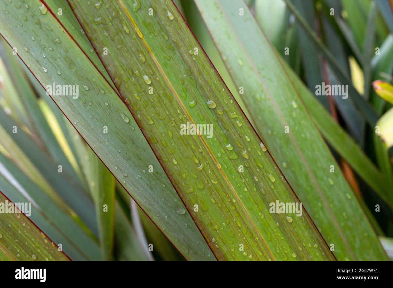 Langes grünes Laub mit Wassertropfen. Der Hintergrund ist eine natürliche Diagonale aus einem nassen Stiel. Stockfoto