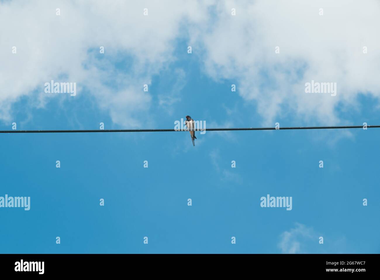 Eine einzige Schwalbe sitzt auf einer Telefonleitung und der Himmel ist blau Stockfoto