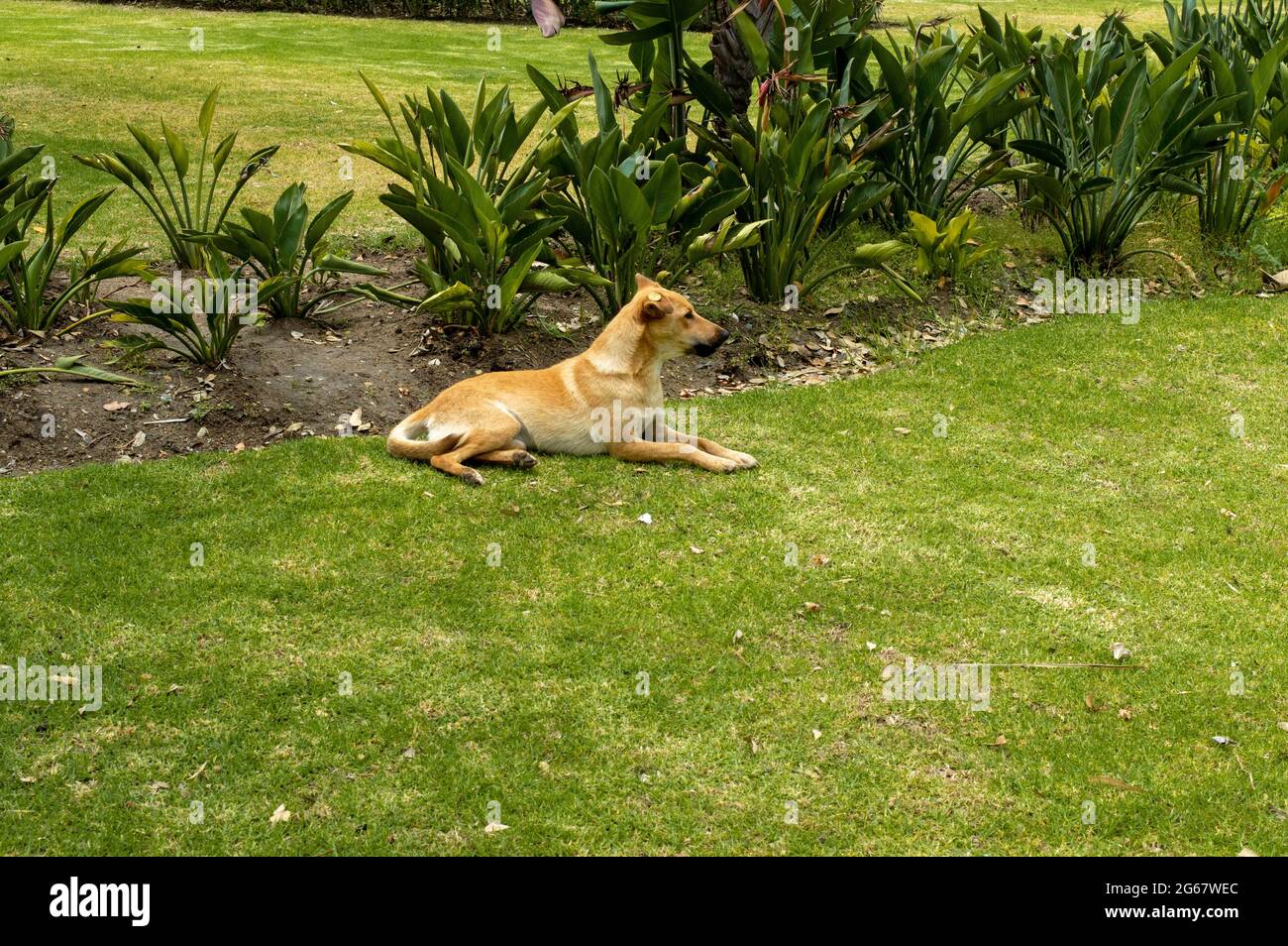 Hund ist leicht auf dem Gras Stockfoto