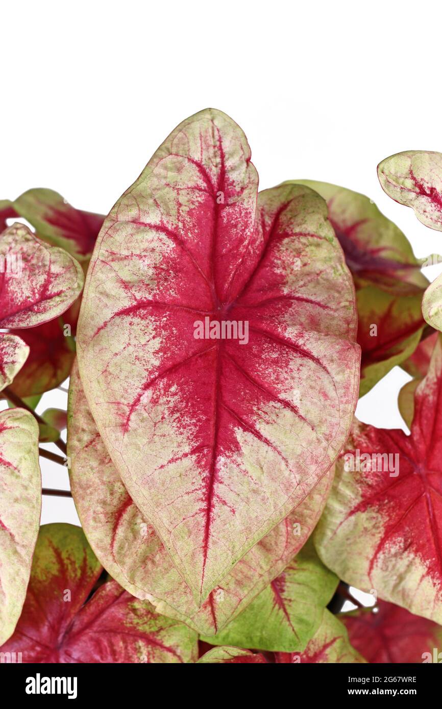 Rote Adern An Grünen Pflanzen Stockfotos und -bilder Kaufen - Alamy