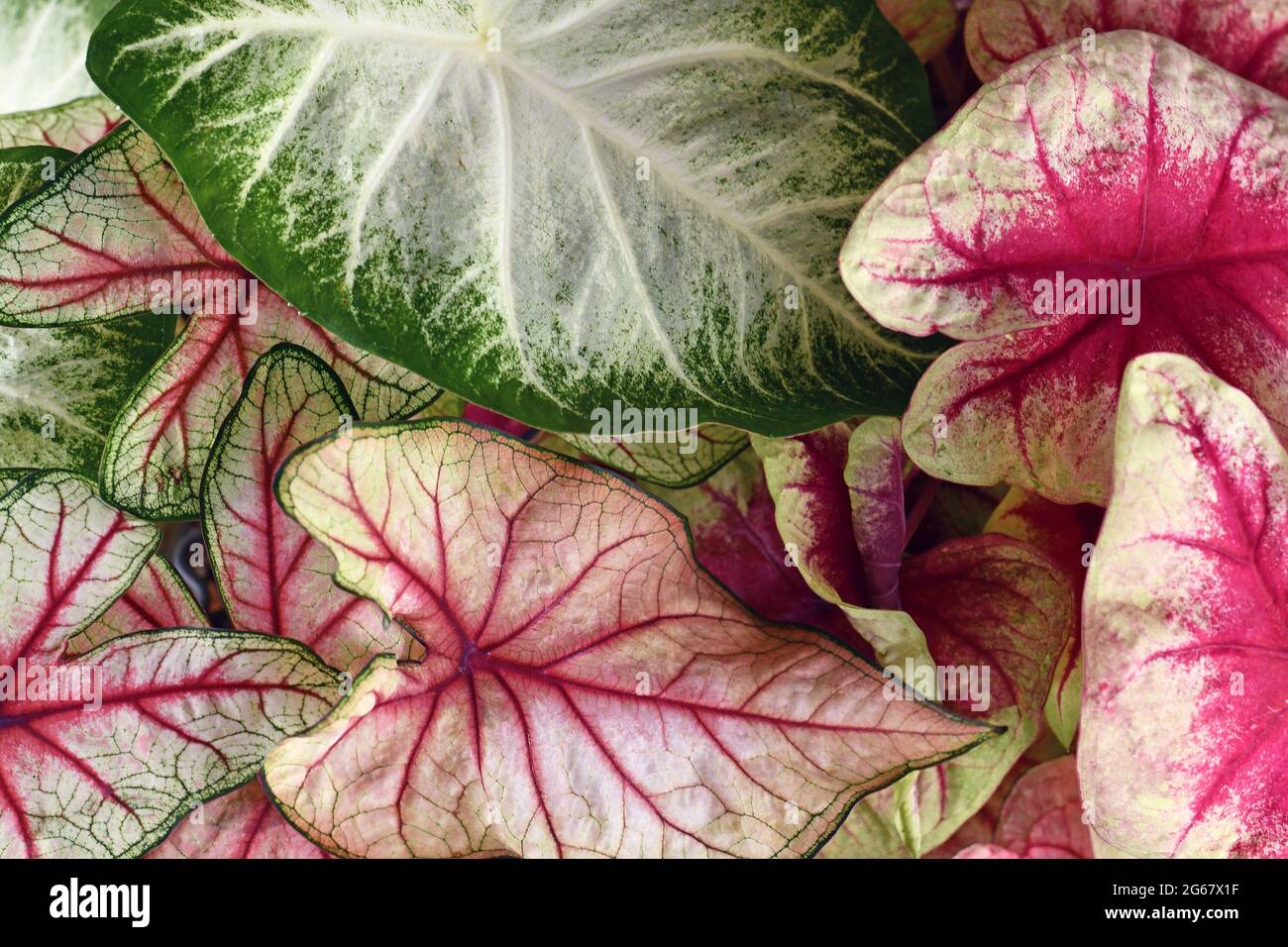 Bunte Blätter der Caladium-Pflanze in rosa, weißen und grünen Farben Stockfoto