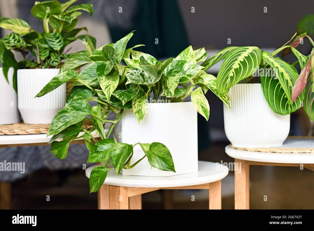Verschiedene Zimmerpflanzen wie „Marble Queen“-Pothos oder Gebetspflanzen in Blumentöpfen auf Beistelltischen Stockfoto