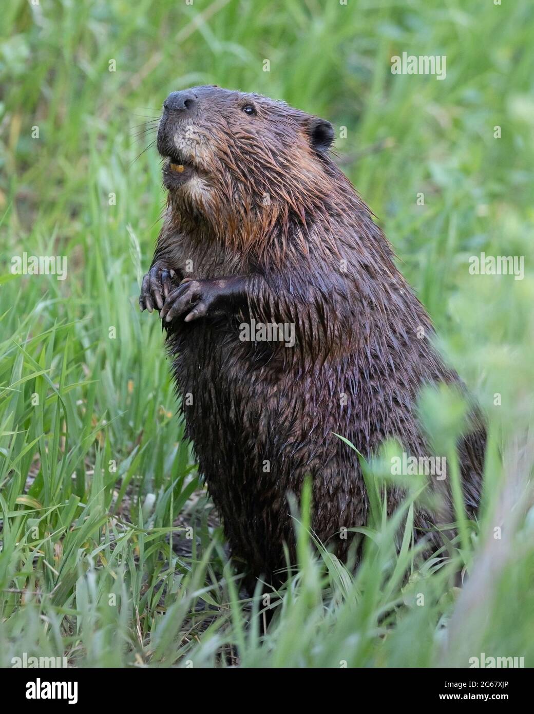 Biber steht auf Hinterbeinen, um über das Gras zu schauen, um eine bessere Aussicht zu haben, während sie Land überquert, Fish Creek Provincial Park, Kanada. (Castor canadensis) Stockfoto