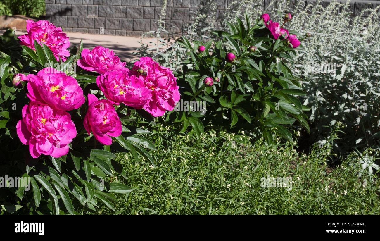 Der duftende Garten von CNAB für Sehbehinderte umfasst Pflanzen mit unterschiedlichen Düften und Texturen, Blütenpracht und Salbei Stockfoto