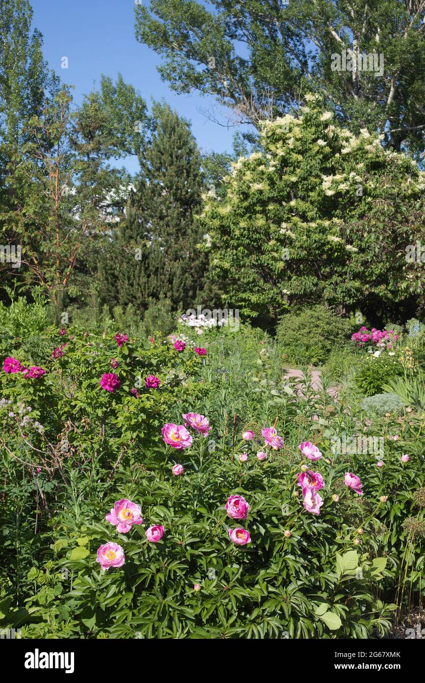 Der duftende Garten von CNAB für Sehbehinderte umfasst Pflanzen mit unterschiedlichen Düften und Texturen, Pfingstrosen und blühenden Rosen Stockfoto