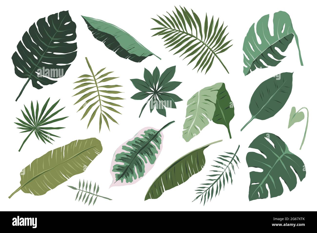 Verschiedene tropische Blätter isoliert auf weißem Hintergrund, Monstera, Palmen und Bananenzweige Illustration, moderne Vektor Cliparts im Boho-Stil, Dschungel Stock Vektor